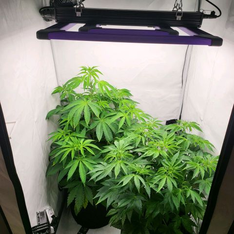 Grape Squeeze - Nine Weeks Harvest growlog timeline photo