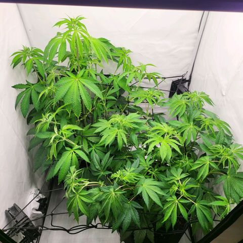 Grape Squeeze - Nine Weeks Harvest growlog timeline photo