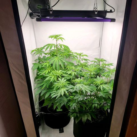 Grape Squeeze - Nine Weeks Harvest growlog timeline photo