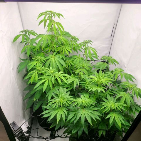 Grape Squeeze - Nine Weeks Harvest growlog timeline photo