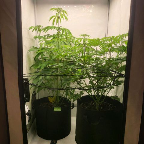 Grape Squeeze - Nine Weeks Harvest growlog timeline photo