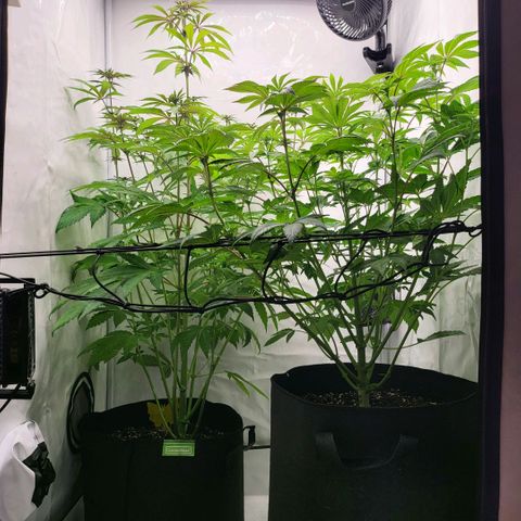 Grape Squeeze - Nine Weeks Harvest growlog timeline photo