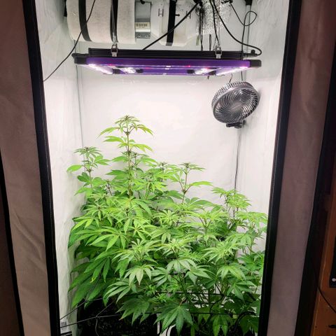 Grape Squeeze - Nine Weeks Harvest growlog timeline photo