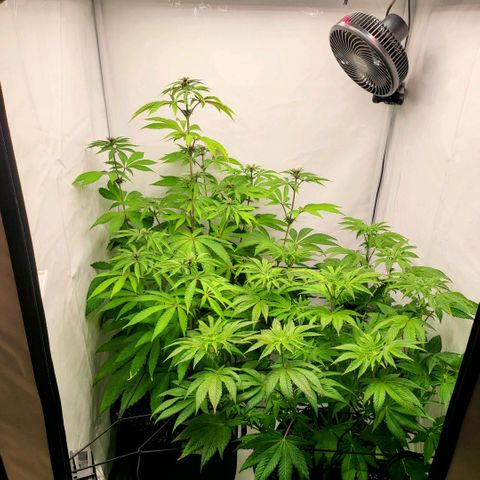 Grape Squeeze - Nine Weeks Harvest growlog timeline photo