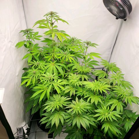 Happy Hour - Wizard Tree's growlog timeline photo
