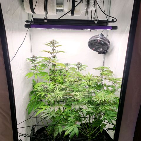 Happy Hour - Wizard Tree's growlog timeline photo