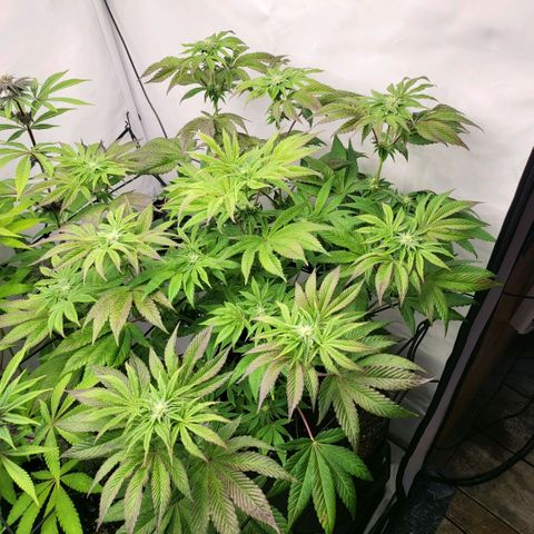Happy Hour - Wizard Tree's growlog timeline photo