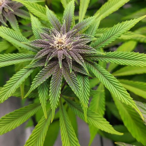Grape Squeeze - Nine Weeks Harvest growlog timeline photo
