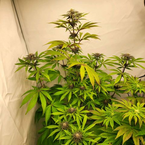 Grape Squeeze - Nine Weeks Harvest growlog timeline photo