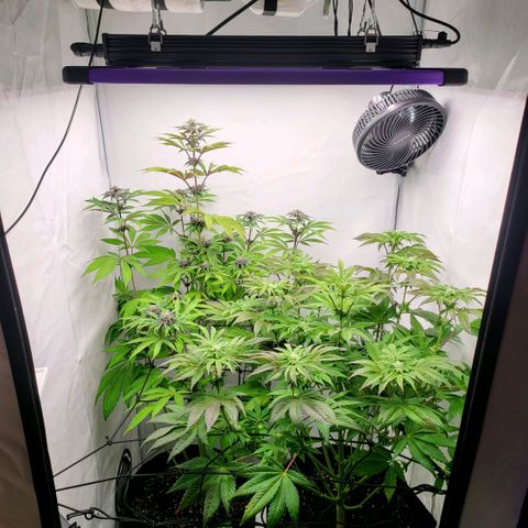 Grape Squeeze - Nine Weeks Harvest growlog timeline photo