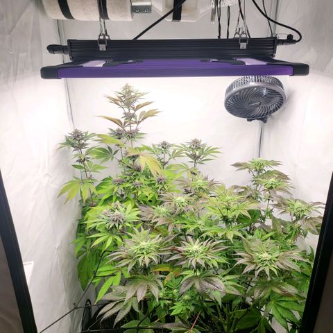 Happy Hour - Wizard Tree's growlog timeline photo