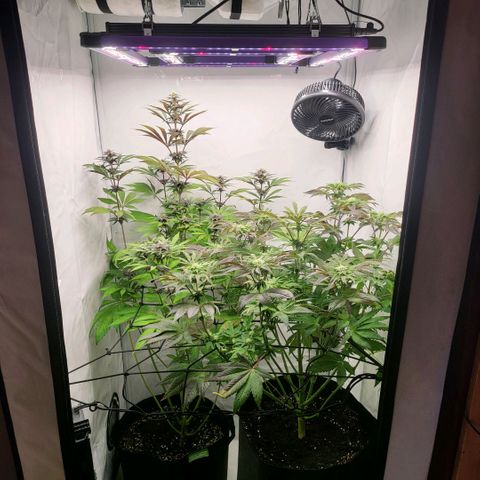 Happy Hour - Wizard Tree's growlog timeline photo