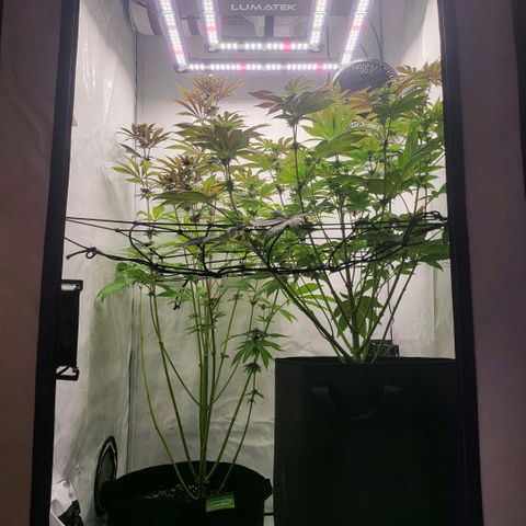 Happy Hour - Wizard Tree's growlog timeline photo