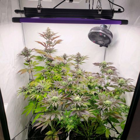 Happy Hour - Wizard Tree's growlog timeline photo