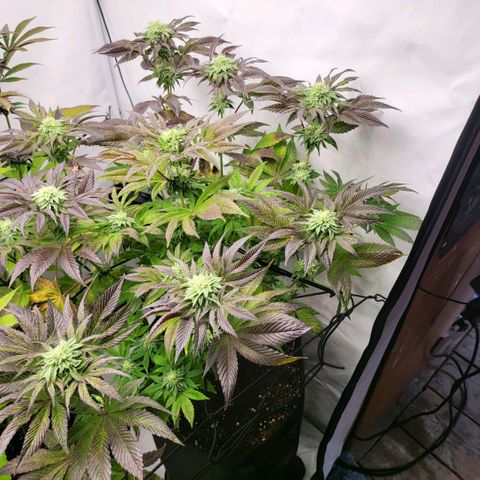 Happy Hour - Wizard Tree's growlog timeline photo