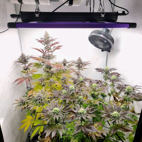 Grape Squeeze - Nine Weeks Harvest growlog timeline photo