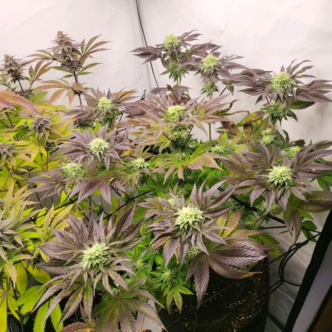 Happy Hour - Wizard Tree's growlog timeline photo