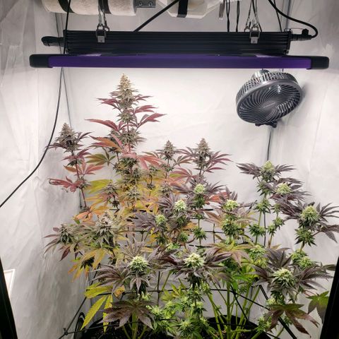 Grape Squeeze - Nine Weeks Harvest growlog timeline photo