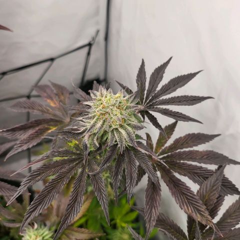Happy Hour - Wizard Tree's growlog timeline photo