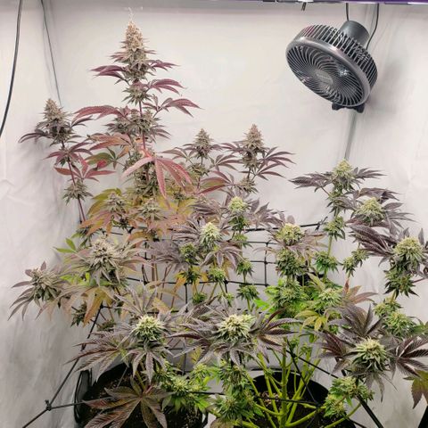 Grape Squeeze - Nine Weeks Harvest growlog timeline photo