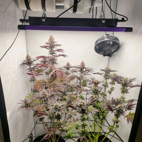 Happy Hour - Wizard Tree's growlog timeline photo