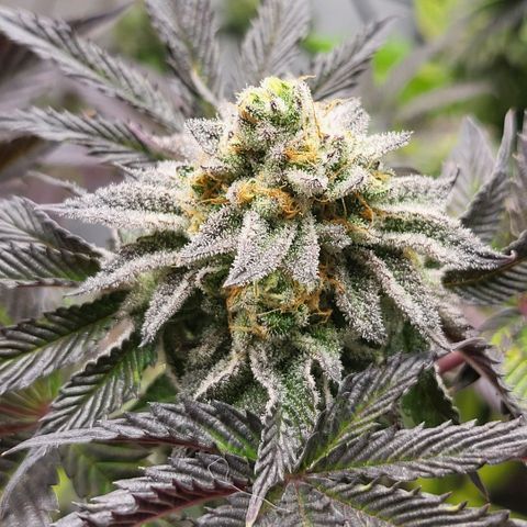 Happy Hour - Wizard Tree's growlog timeline photo