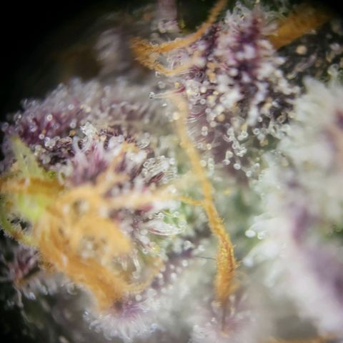 Happy Hour - Wizard Tree's growlog timeline photo
