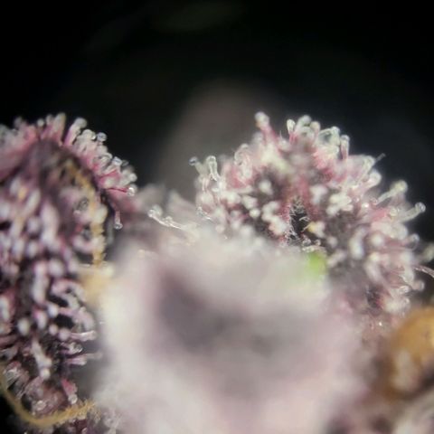 Happy Hour - Wizard Tree's growlog timeline photo