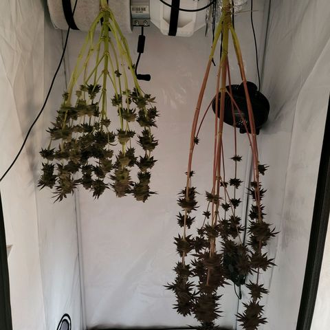 Grape Squeeze - Nine Weeks Harvest growlog timeline photo