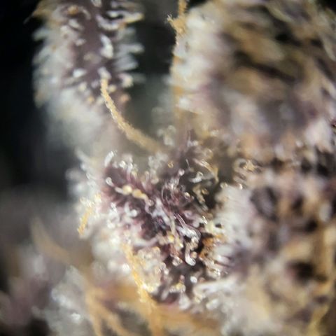 Happy Hour - Wizard Tree's growlog timeline photo
