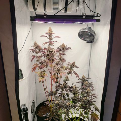 Happy Hour - Wizard Tree's growlog timeline photo