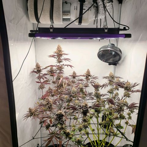Happy Hour - Wizard Tree's growlog timeline photo
