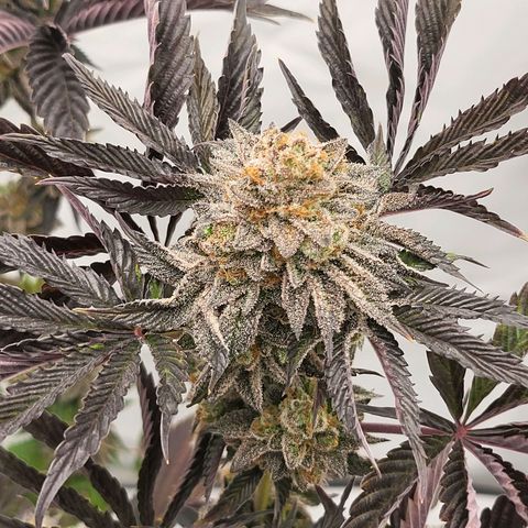 Happy Hour - Wizard Tree's growlog timeline photo
