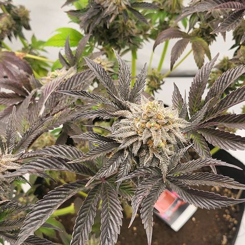 Happy Hour - Wizard Tree's growlog timeline photo