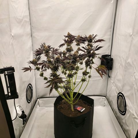 Happy Hour - Wizard Tree's growlog timeline photo