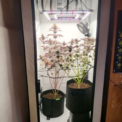 Grape Squeeze - Nine Weeks Harvest growlog timeline photo