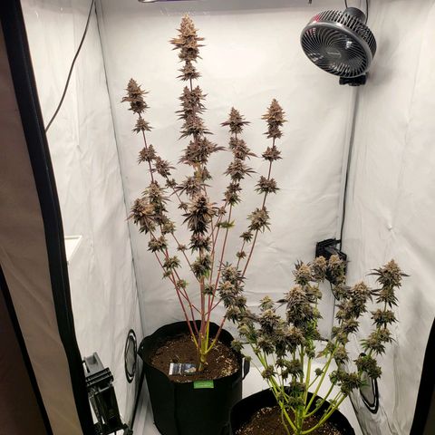 Grape Squeeze - Nine Weeks Harvest growlog timeline photo