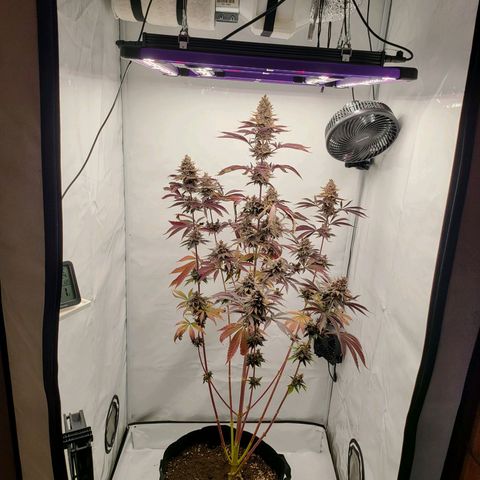 Grape Squeeze - Nine Weeks Harvest growlog timeline photo