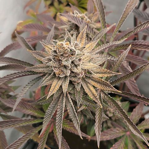 Grape Squeeze - Nine Weeks Harvest growlog timeline photo