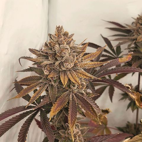Grape Squeeze - Nine Weeks Harvest growlog timeline photo