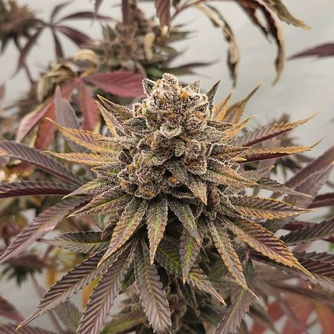 Grape Squeeze - Nine Weeks Harvest growlog timeline photo