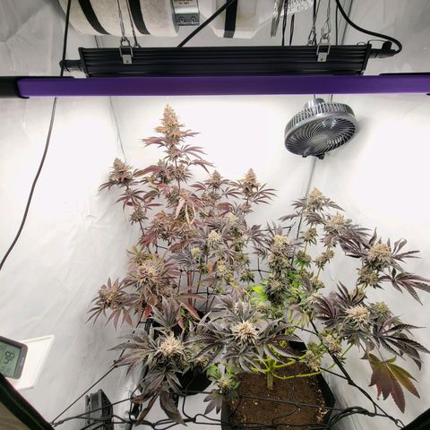 Grape Squeeze - Nine Weeks Harvest growlog timeline photo