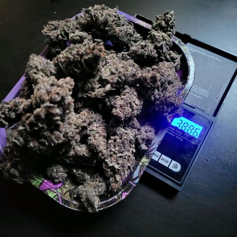 Grape Squeeze - Nine Weeks Harvest growlog timeline photo