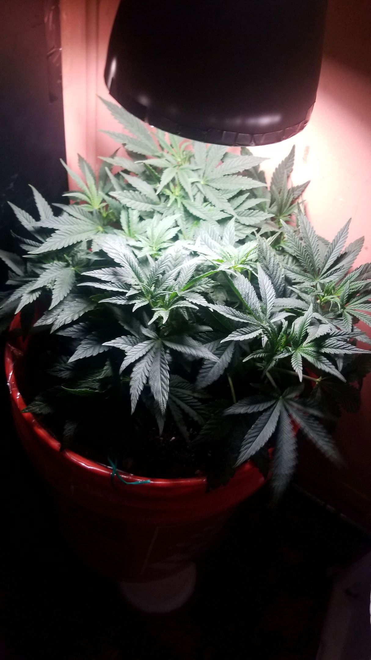 GSC growlog header