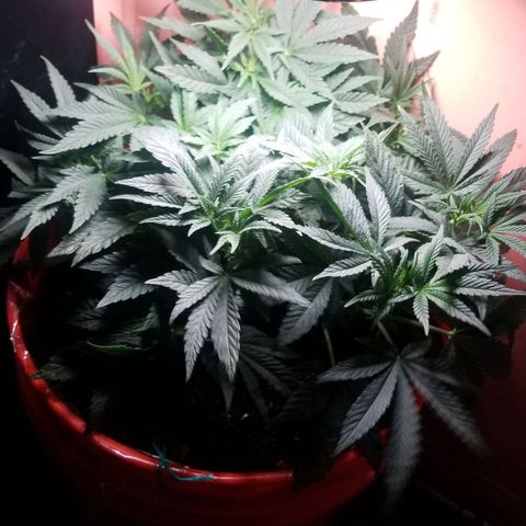 GSC growlog photo