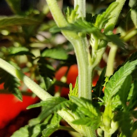 GSC growlog photo