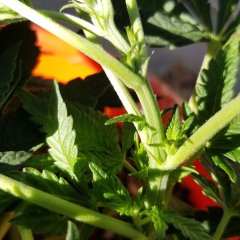 GSC growlog photo