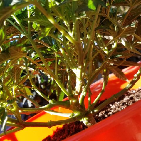 GSC growlog photo