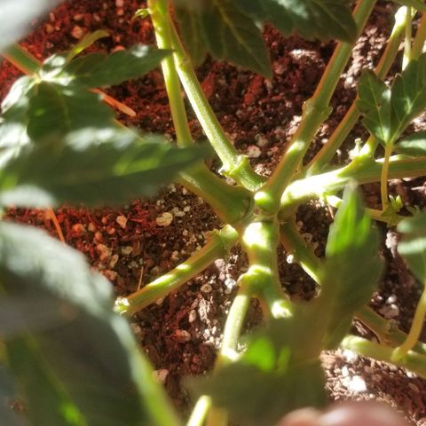 GSC growlog photo