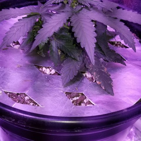 White Widow Auto growlog timeline photo